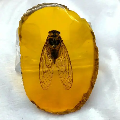 Chinezesc De Colectie Rare Amber Interior Inlay Greier Adevărat Exemplare De Insecte